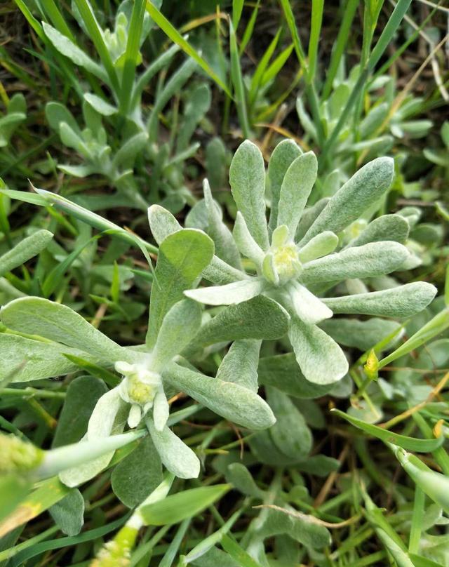 采摘来清明菜(粑粑花).烙锅中烙好的清明粑(毛香粑).