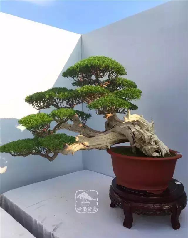 柏树盆景精品欣赏吴风越韵一首首生命的交响乐章