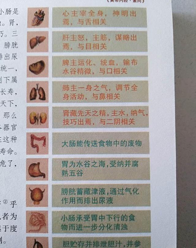 人体十二脏腑功能