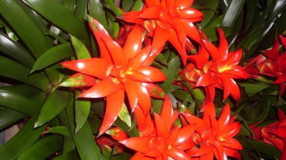 鸿运当头长出来的侧芽,这样移植成活率高!