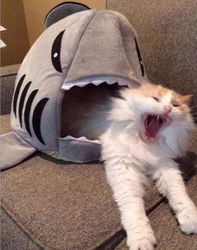 超级搞笑的宠物图片