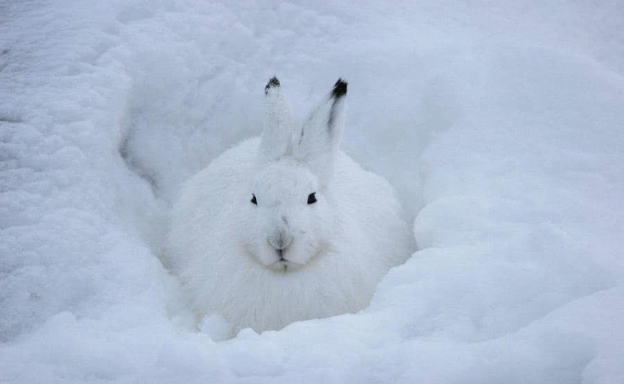 会变色的兔子,全身绒毛像雪球,可一站起来形象全毁|北极兔|绒毛|雪球