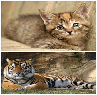 当猫和老虎相遇时,猫会受伤吗?老虎会伤害猫主子吗?