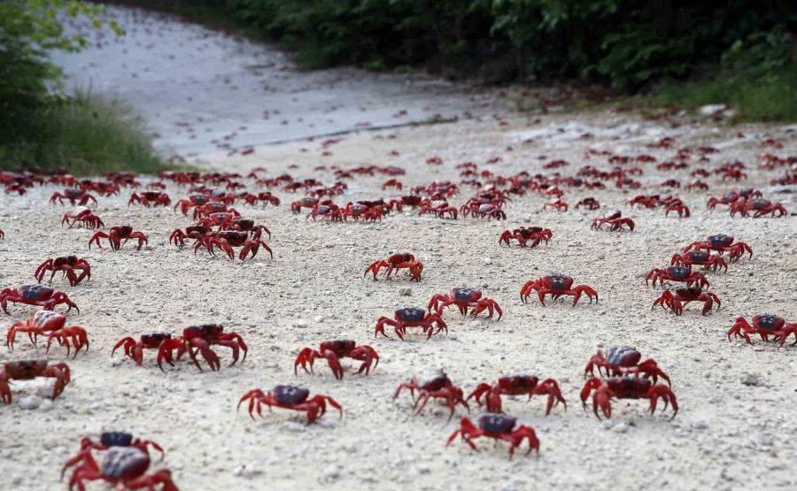 全世界十大动物泛滥成灾的地方, 最后一个禁止人类踏入半步!