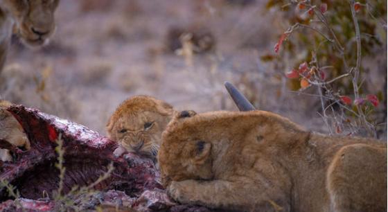 母狮带幼崽吃肉,小狮子吃的龇牙咧嘴,皮太厚就是咬不动,好崩溃