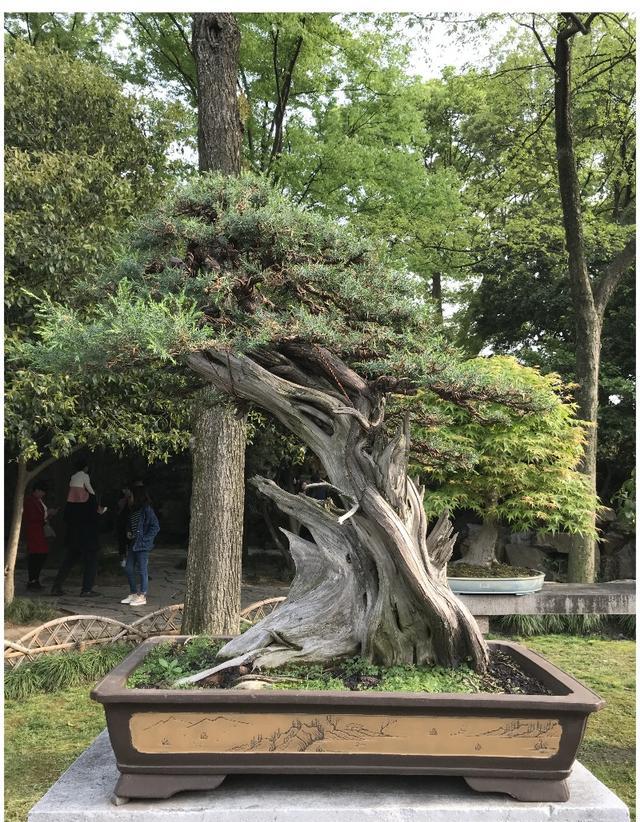 非遗工匠——苏派盆景(2018留园与拙政园部分精品盆景观赏)