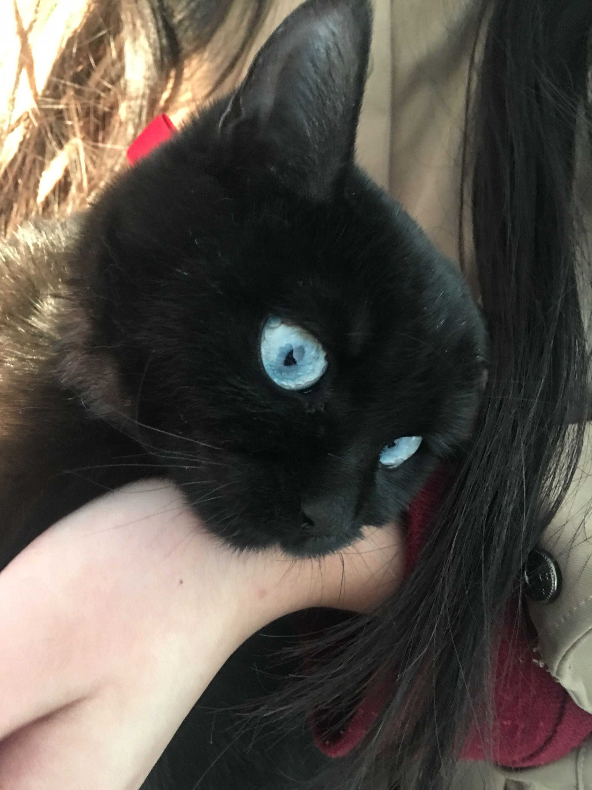 一直惦记是否真的存在,前几日在老铁的帮助下|黑猫|蓝眼|田猛_新浪