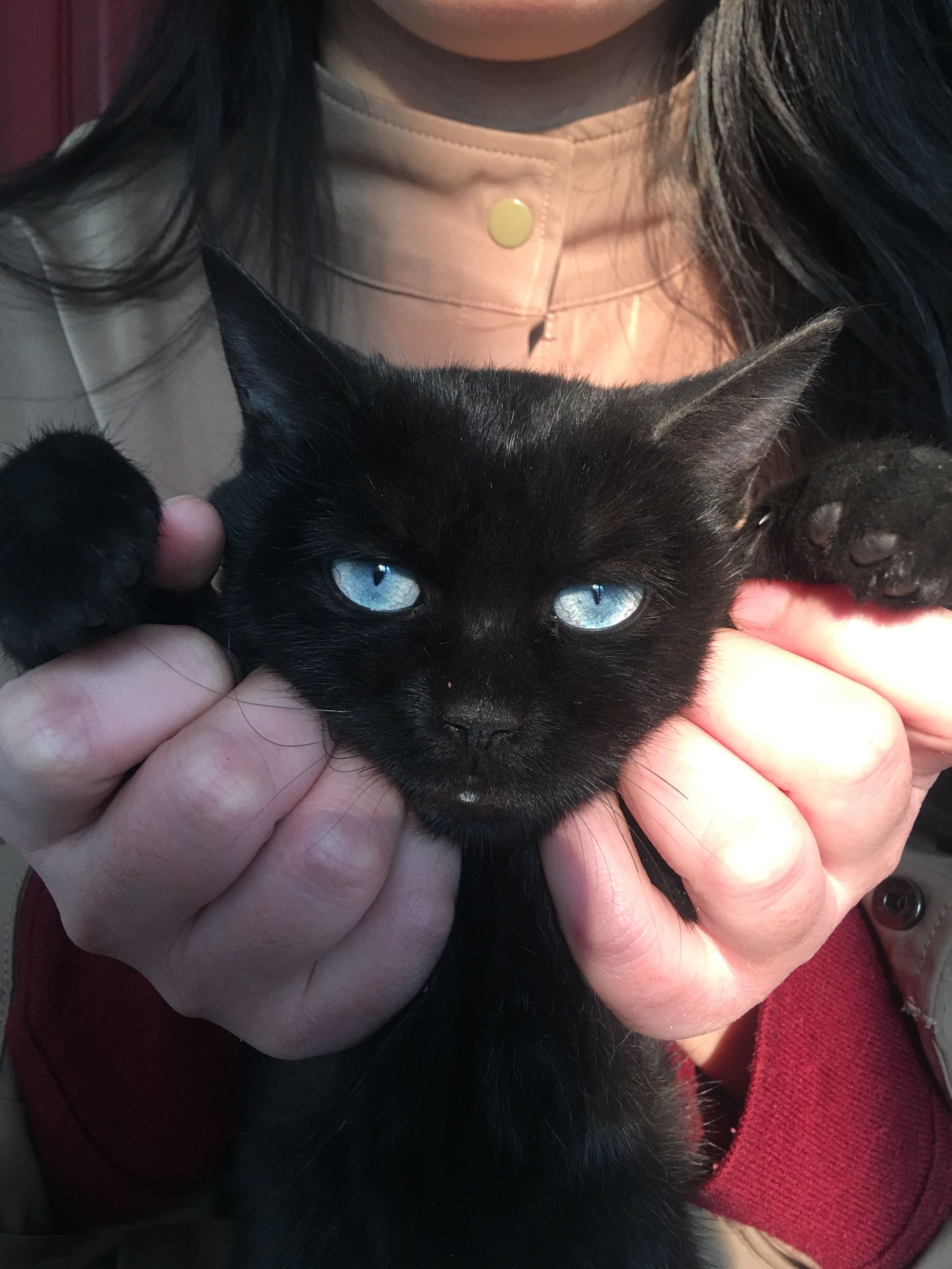 一直惦记是否真的存在,前几日在老铁的帮助下|黑猫|蓝眼|田猛_新浪