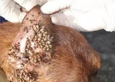 我觉得我家狗身上没有虫,你觉得的不一定是真相!