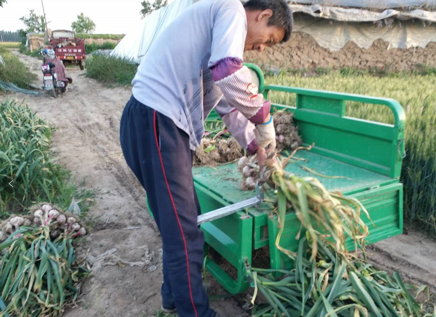 这个就是蒜农用来见蒜苗用的工具了,一到这个季节在农村的集市上面会