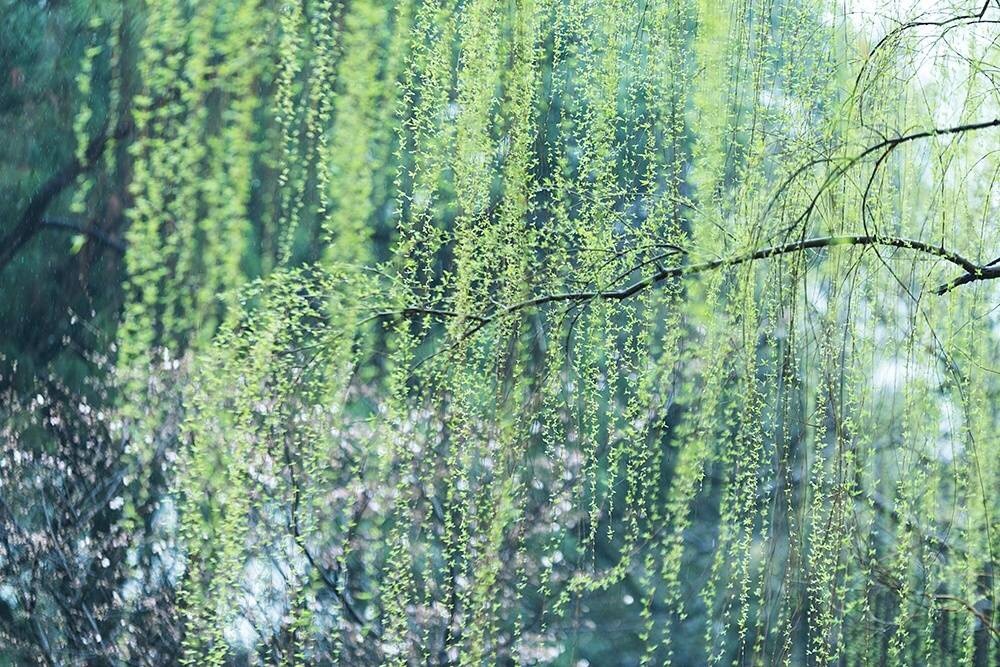 ＂碧玉妆成一树高，万条垂下绿丝绦，不知岁月谁裁出_新浪新闻