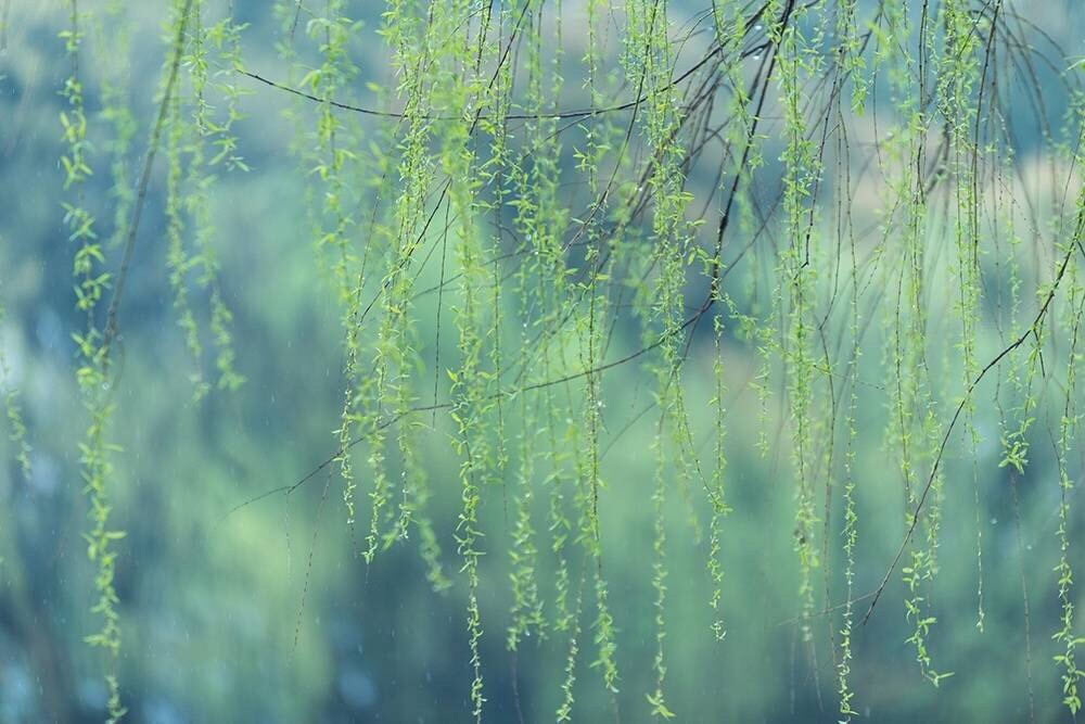 ＂碧玉妆成一树高，万条垂下绿丝绦，不知岁月谁裁出_新浪新闻