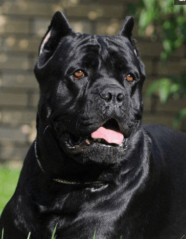 黑色卡斯罗, 幽灵一般的存在