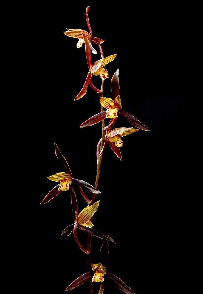 幽兰生荒谷,淡雅显高贵|幽兰|清香|兰花_新浪新闻