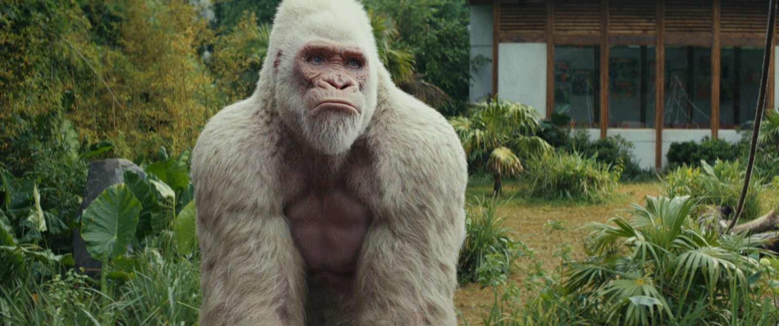 狂暴巨兽票房斩234亿掀起全民狂暴热