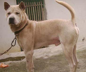 中国十大猎犬, 你知道几个?|太仓|猎犬|细犬_新浪新闻