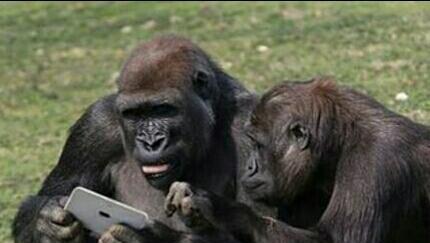 猩猩也成了低头族, 小猩猩看到也要抢来玩