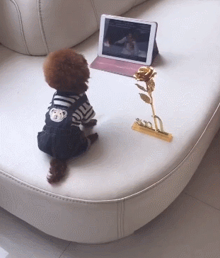 小泰迪看电视入迷一动不动,看累了就趴着继续看,眼睛还好么!