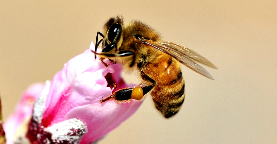 蜜蜂腿上包裹着收获蜜团.