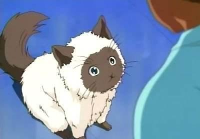吸猫 l 盘点动漫里那些可爱的猫咪