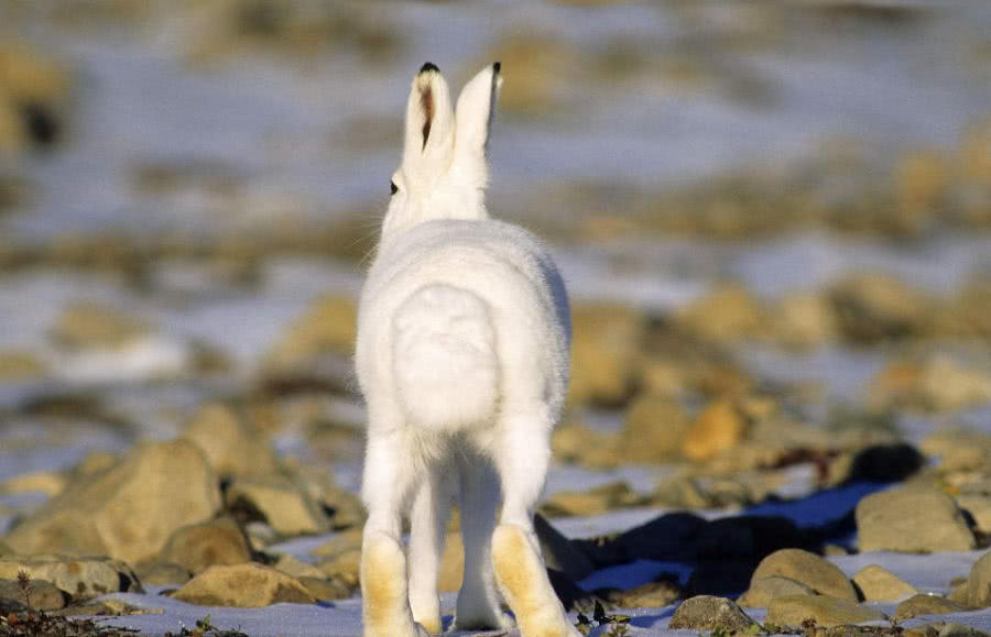 会变色的兔子,全身绒毛像雪球,可一站起来形象全毁|北极兔|绒毛|雪球