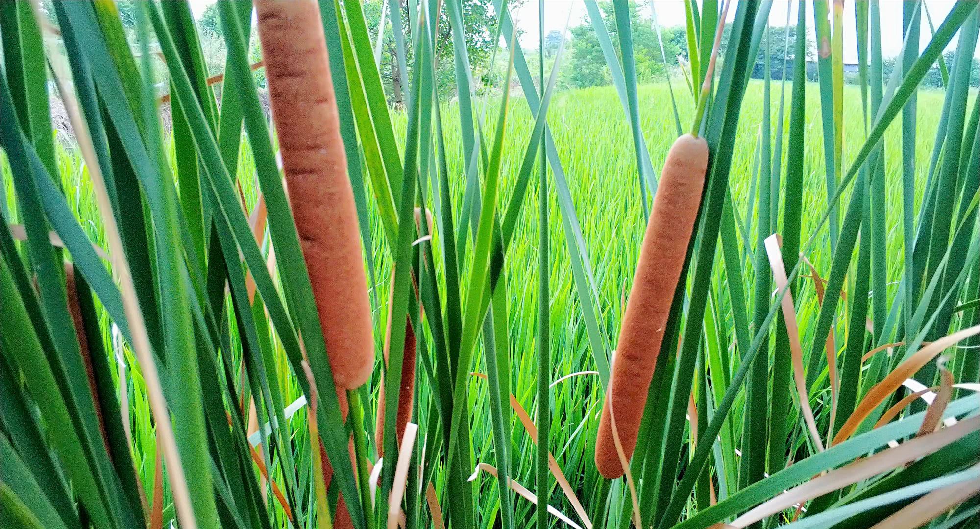 香蒲在农村的一众野生植物里是比较独特的一个存在,首先就是香蒲的