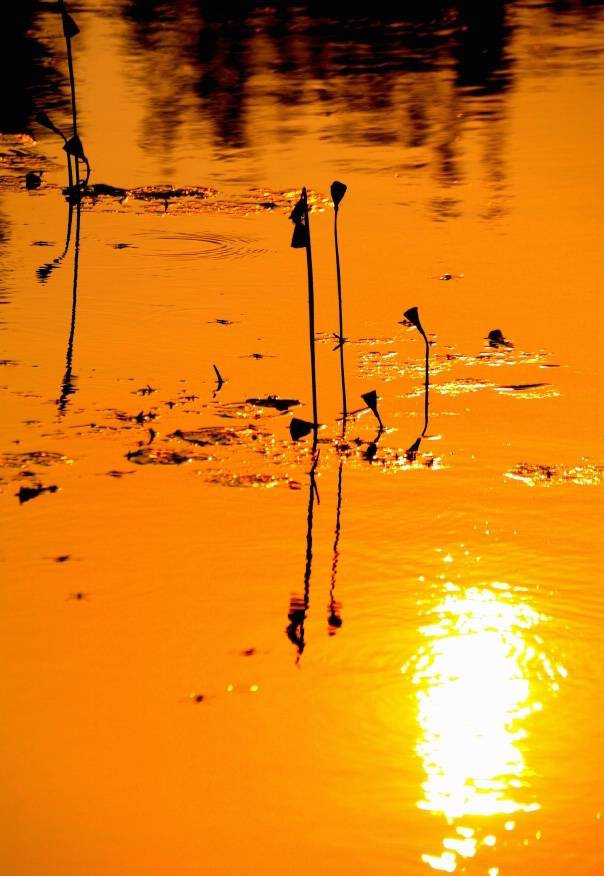 落日映荷塘,夕阳照晚晴