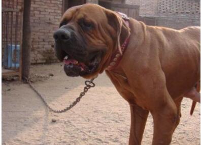 重口盘点食人犬类top3