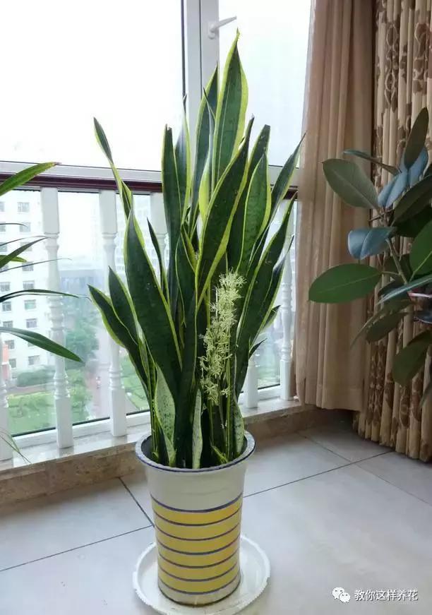 旺宅旺事业!看看你家有吗?