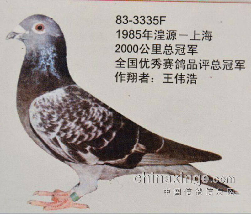 赛鸽走过59年的上海超远程端午谁将百战荣归