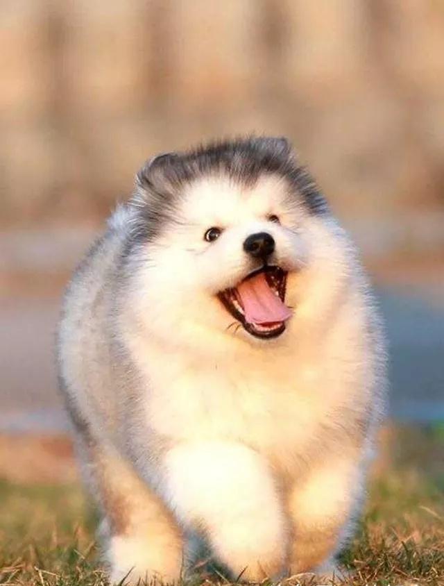 阿拉斯加有多傻我不知道,反正小时候圆滚滚的样子简直萌爆了!