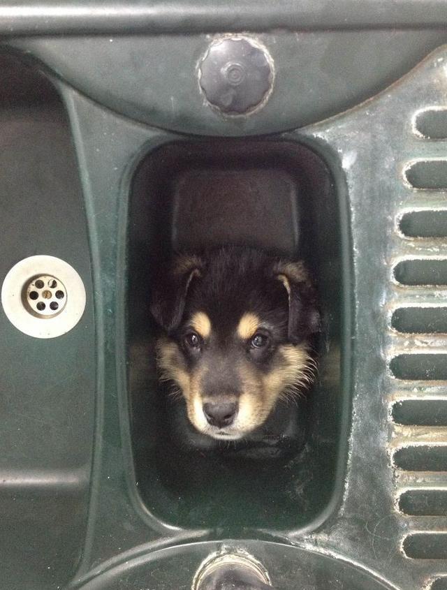 动物们被卡住头的瞬间,皮那一下真的很开心!