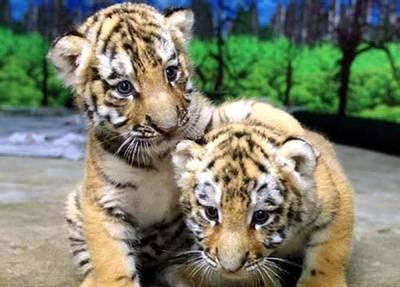 哈尔滨最适合游玩的6处景点 第一个地方黑龙江