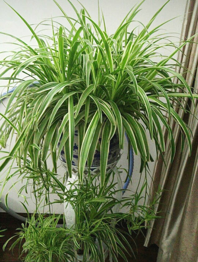 养吊兰,配土加点"豆",不黄叶发根快,根粗叶绿,蹭蹭爆满盆!