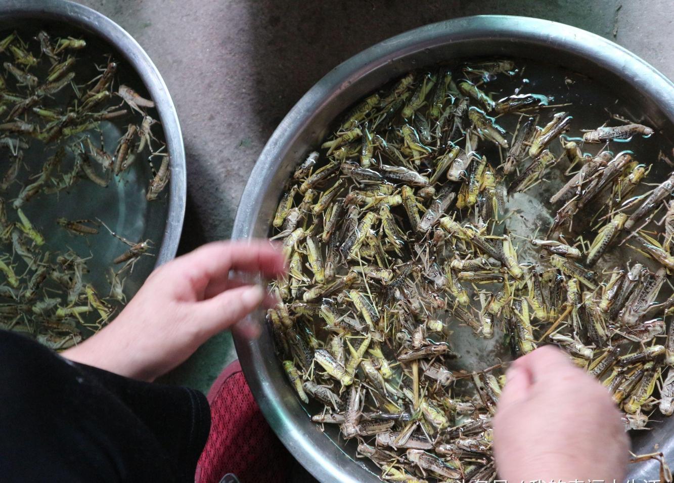 路边买10块钱的野味, 回家油炸后香的很, 下酒很好|蚂蚱|野味|翅膀