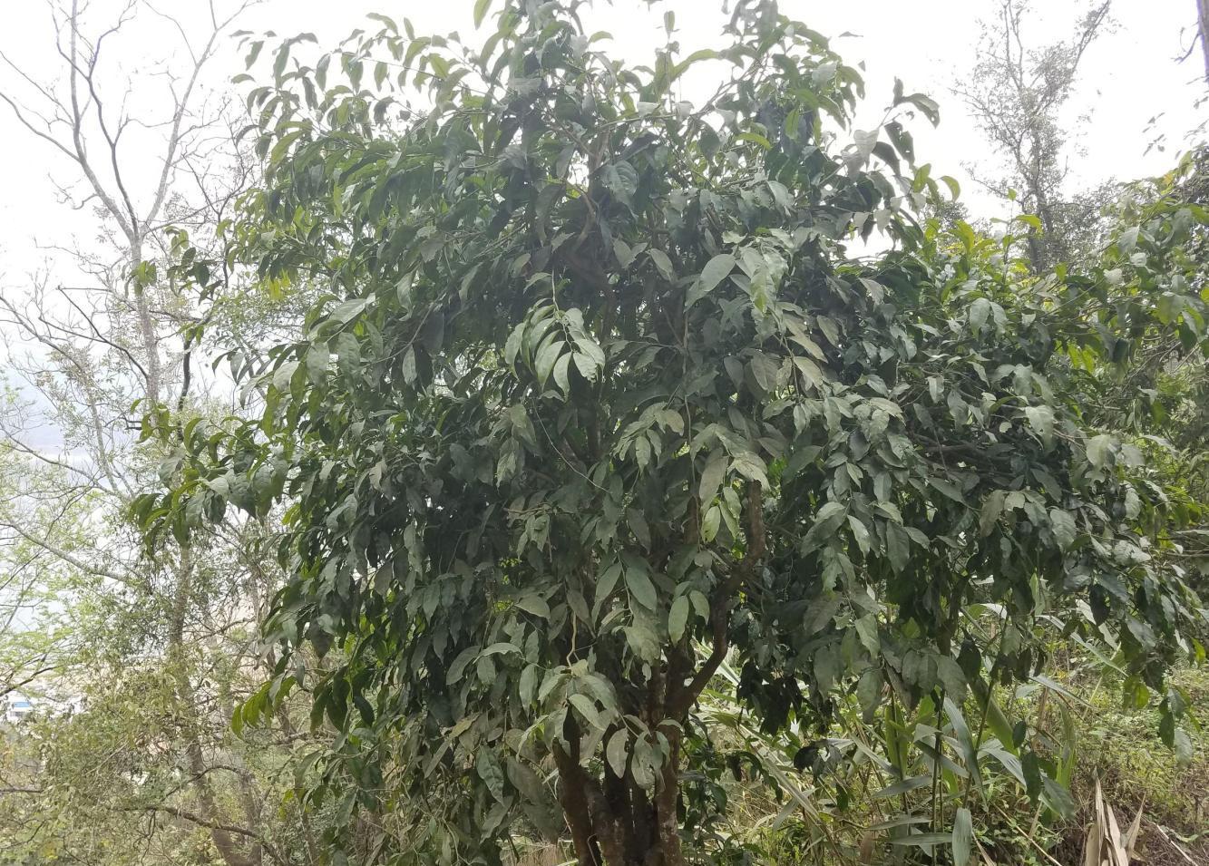 有一野树打雷时发的嫩芽很好吃农民都叫雷公菜你吃过吗