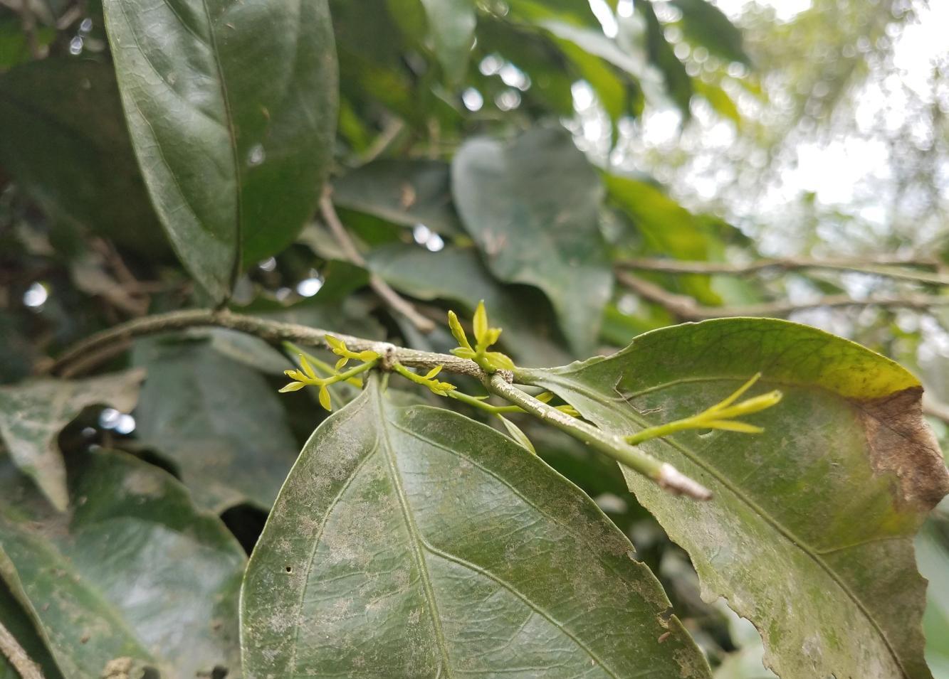 有一野树打雷时发的嫩芽很好吃农民都叫雷公菜你吃过吗