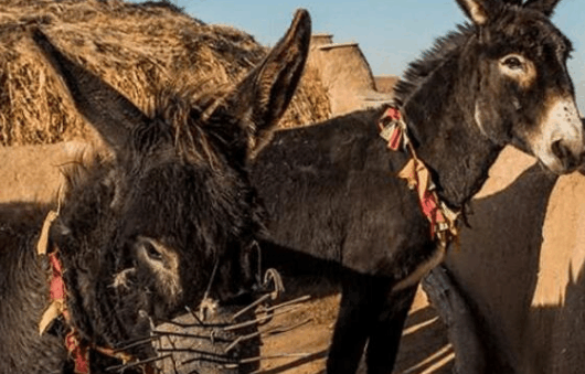 把30根钢钉套在驴嘴上, 这是为何