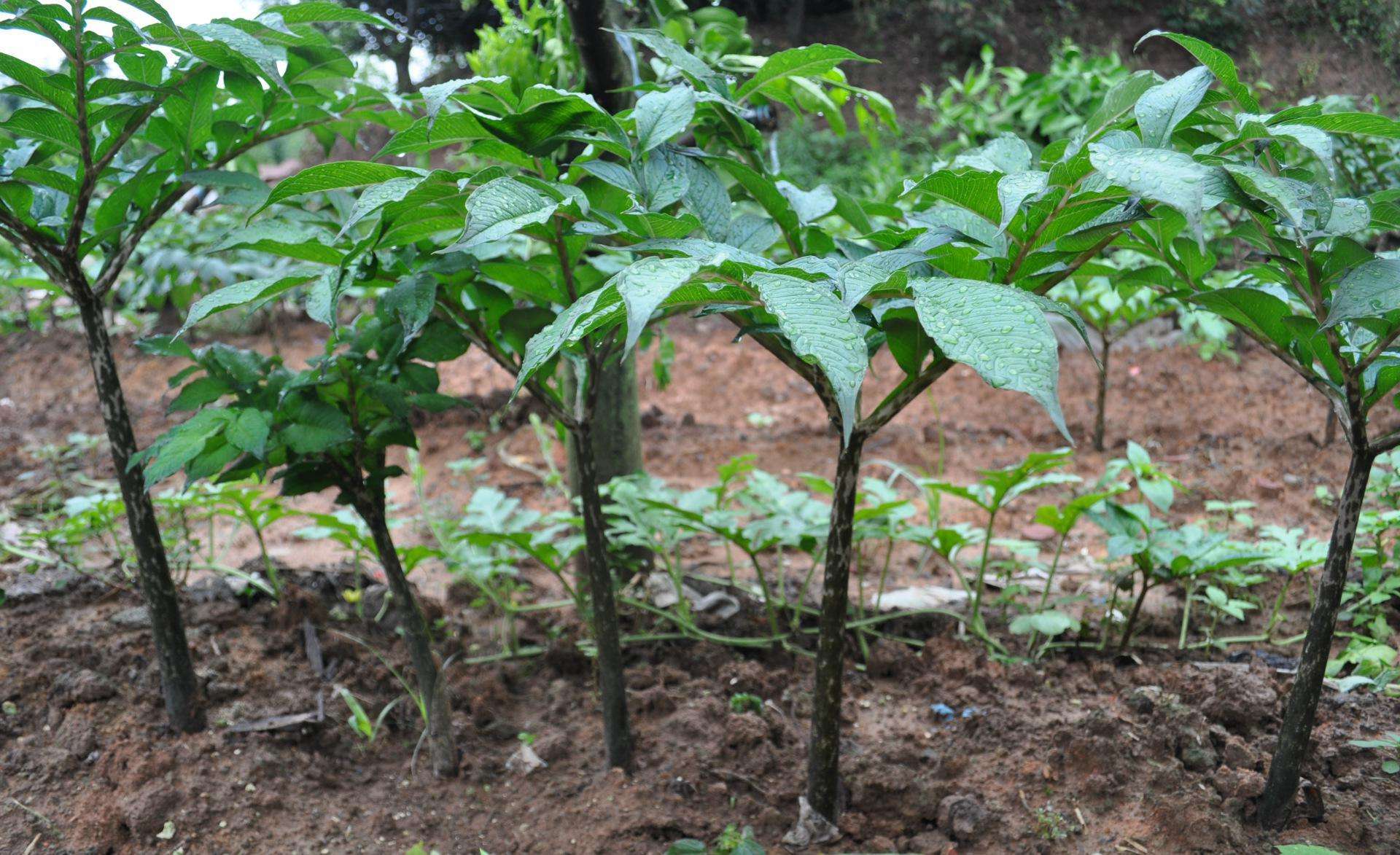 农村田地里的"黄金良药"老人小孩吃了有益|魔芋|农村|小孩_新浪新闻