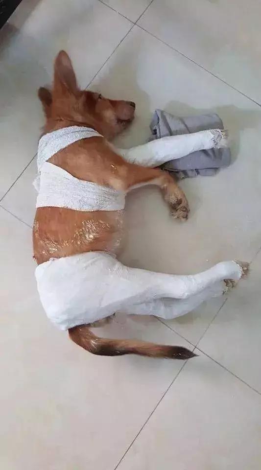 还记得从屋顶跳下摔断腿的二哈么,三条腿都打上石膏~|石膏|屋顶|哈士