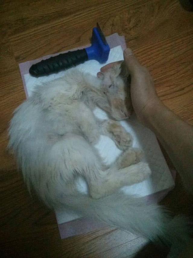 捡了只快死的流浪猫,朋友都劝扔掉,3个月后朋友惊呼:太有范了