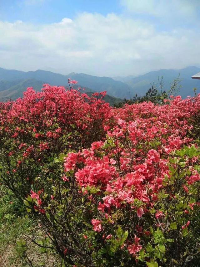 五一来袭一路繁花万亩杜鹃正绚烂遂昌桃源尖等你来狂欢