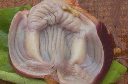 鸡身上有一物堪称黄金很多人都用得着