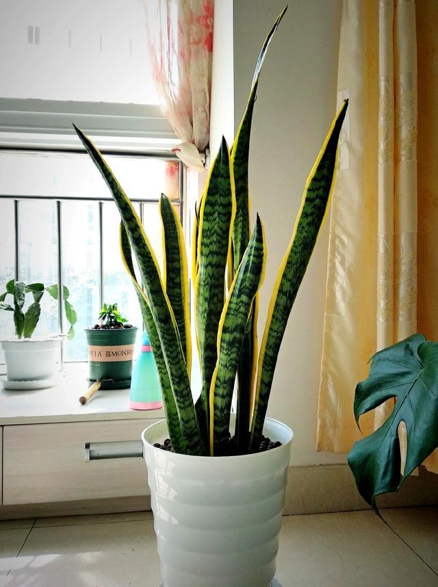 记住虎皮兰的3个养护技巧,蹭蹭疯长一米高,3个月就能爆盆