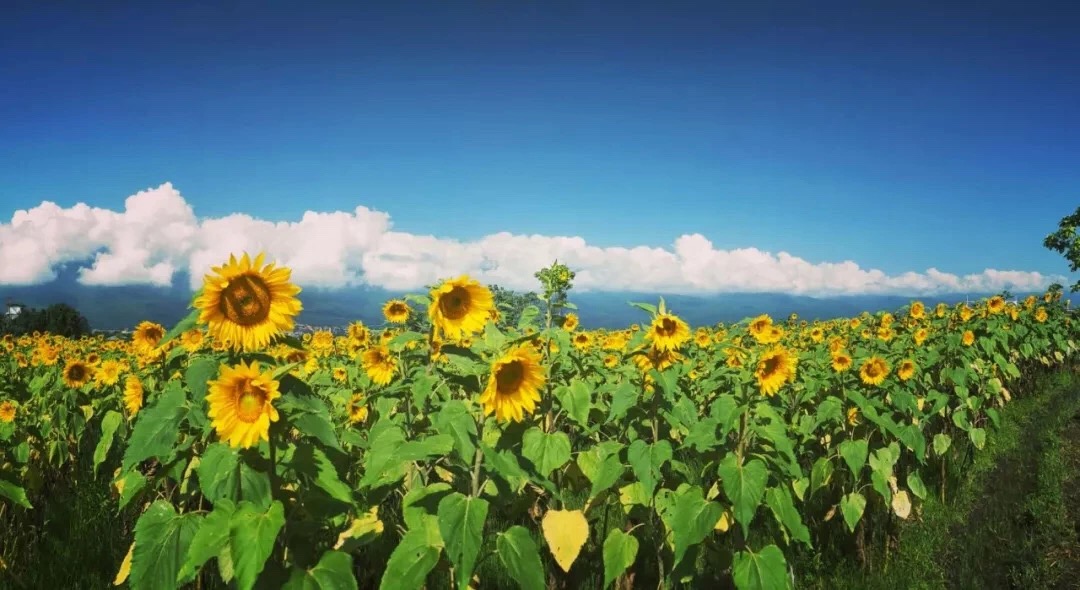 九月大理,苍山下洱海边的向日葵97花海 @微博旅拍|苍山|洱海|花海