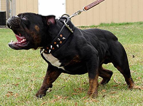 波尔多|法国|獒_新浪网