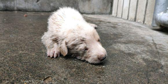 下雨天门口捡到只奄奄一息的小奶狗,看到它的样子女孩心都在滴血