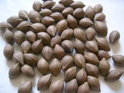 广东人吃完这些水果,核都不会扔,看你懂不懂!