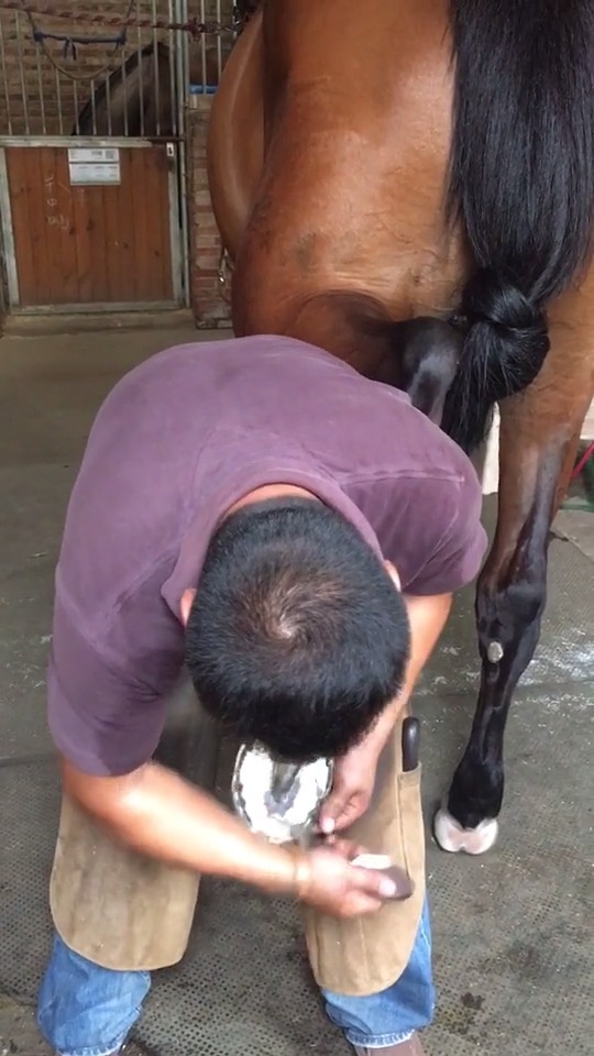 原来马这样剪指甲 搞笑视频