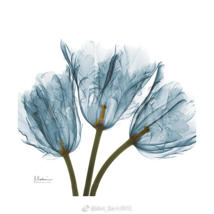 花 脉